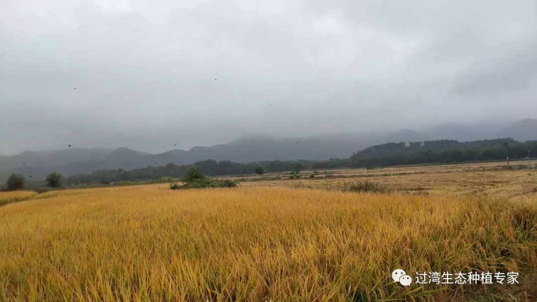 糧食安全9 糧食安全9