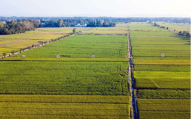【一產】過灣農業舒城基地建設實景