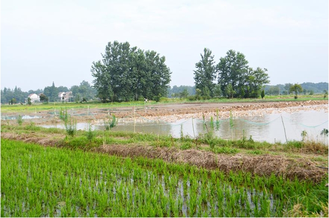 生態種植，稻鴨共生